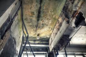 Best Asbestos and Lead Testing During Mold Inspection  in USA